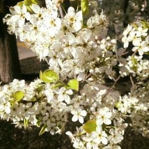 Meet your Posher, Chuot